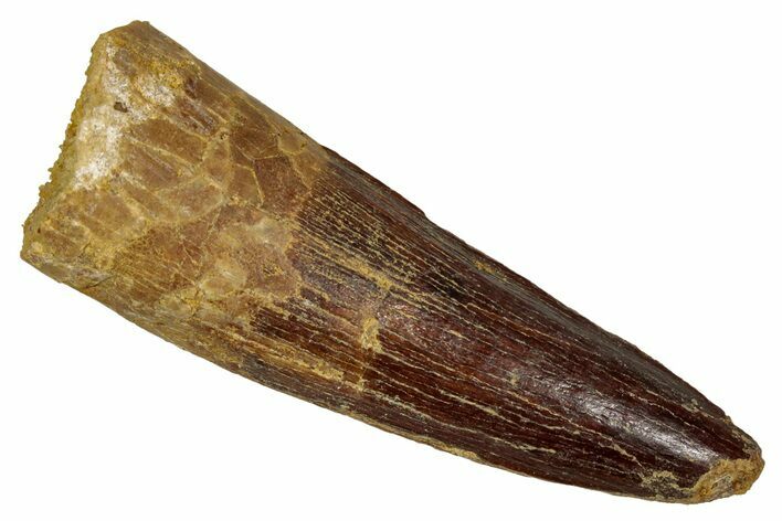 Fossil Spinosaurus Tooth - Real Dinosaur Tooth #344617